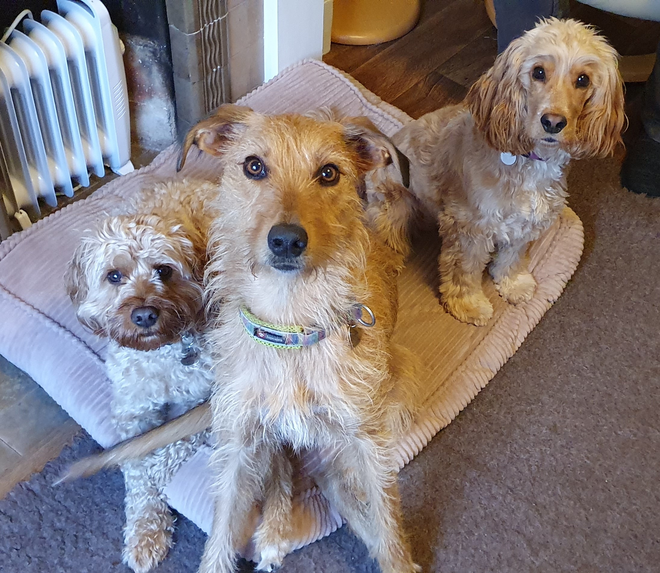 Vicky and Chris, founders of Pet-Minder.com