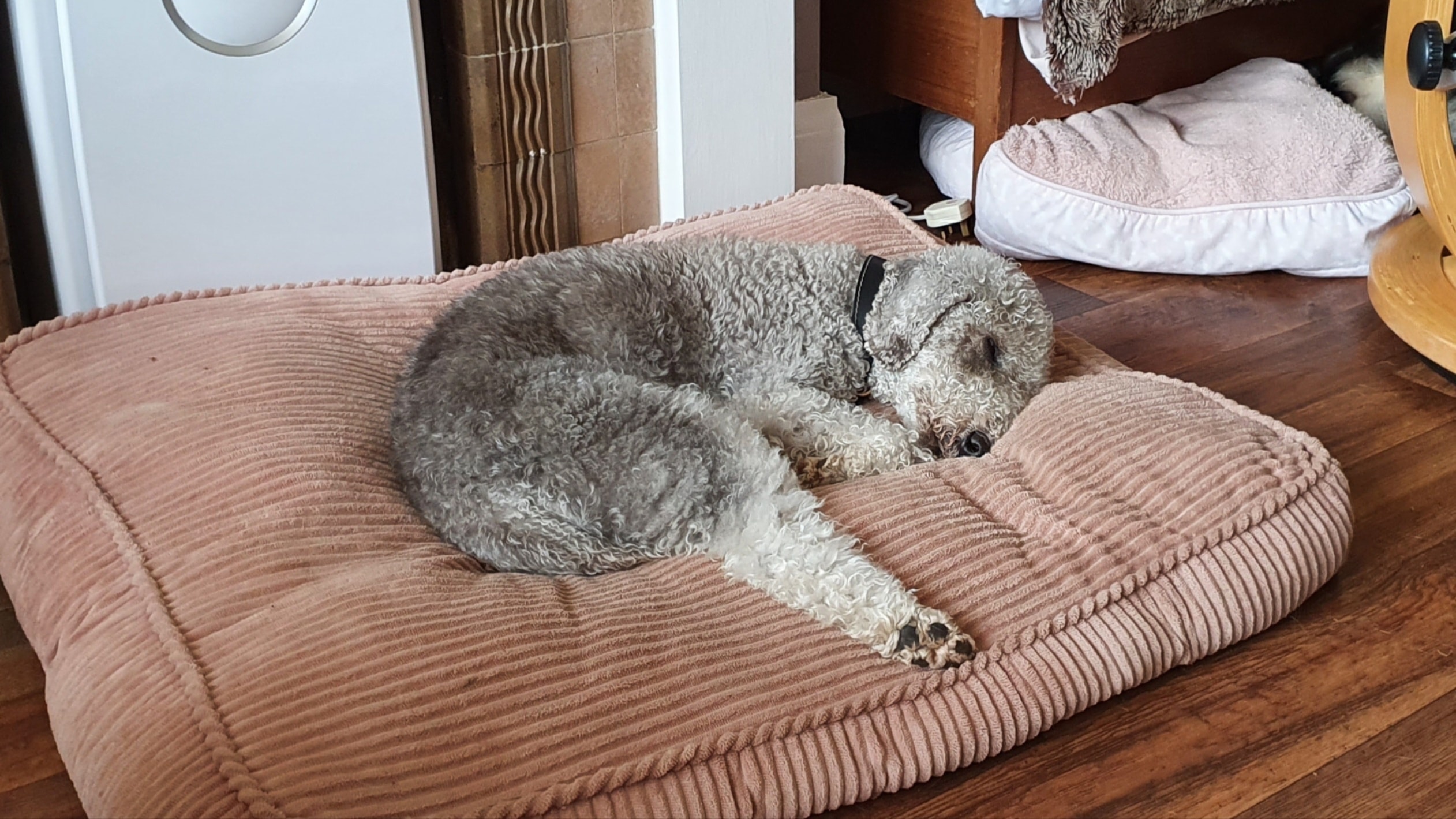 Dog relaxing comfortably at home boarding
