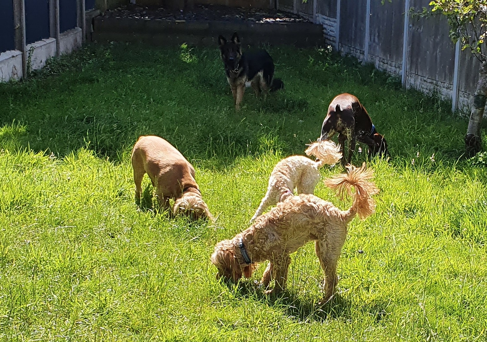 Dogs enjoying daycare together