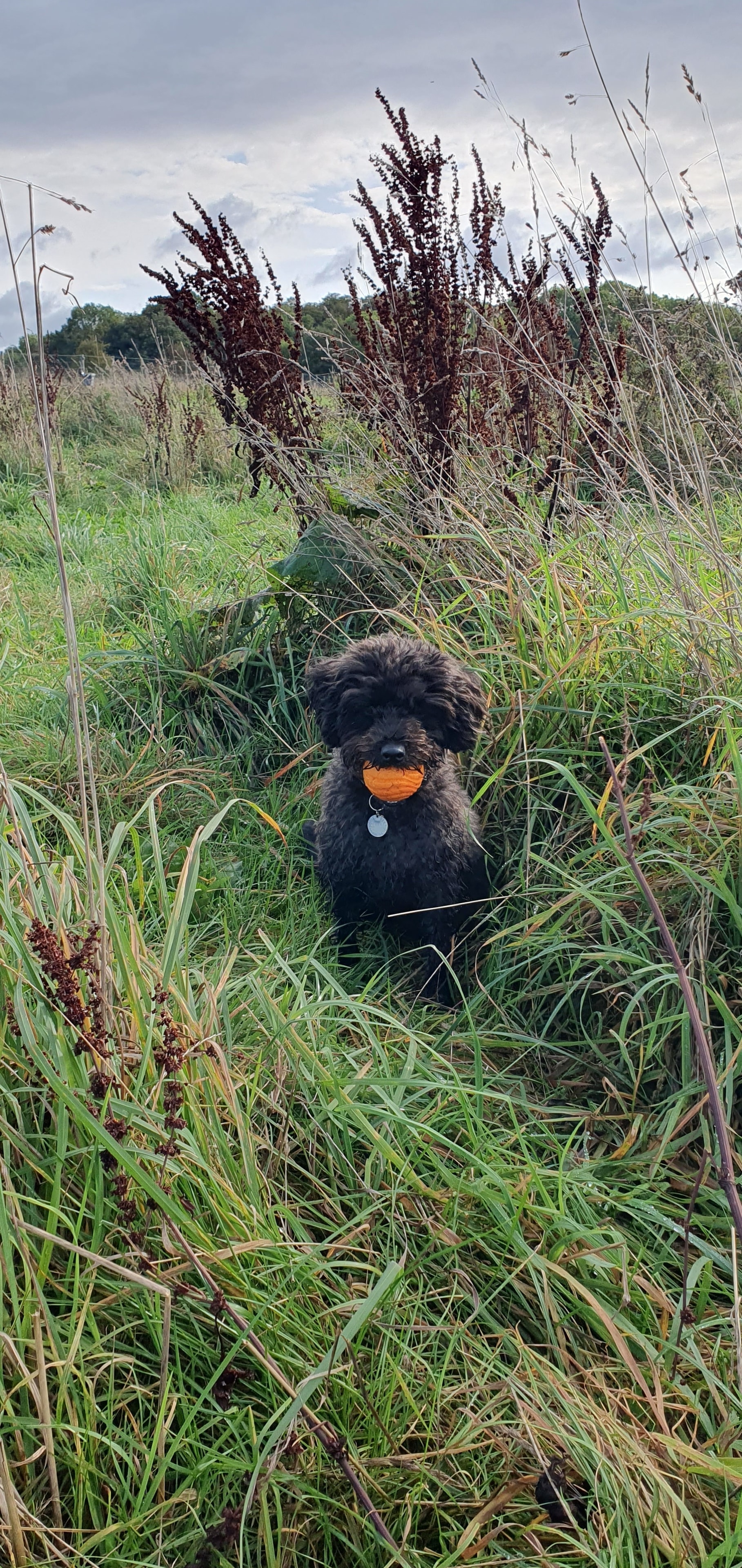 Dog being walked in the park