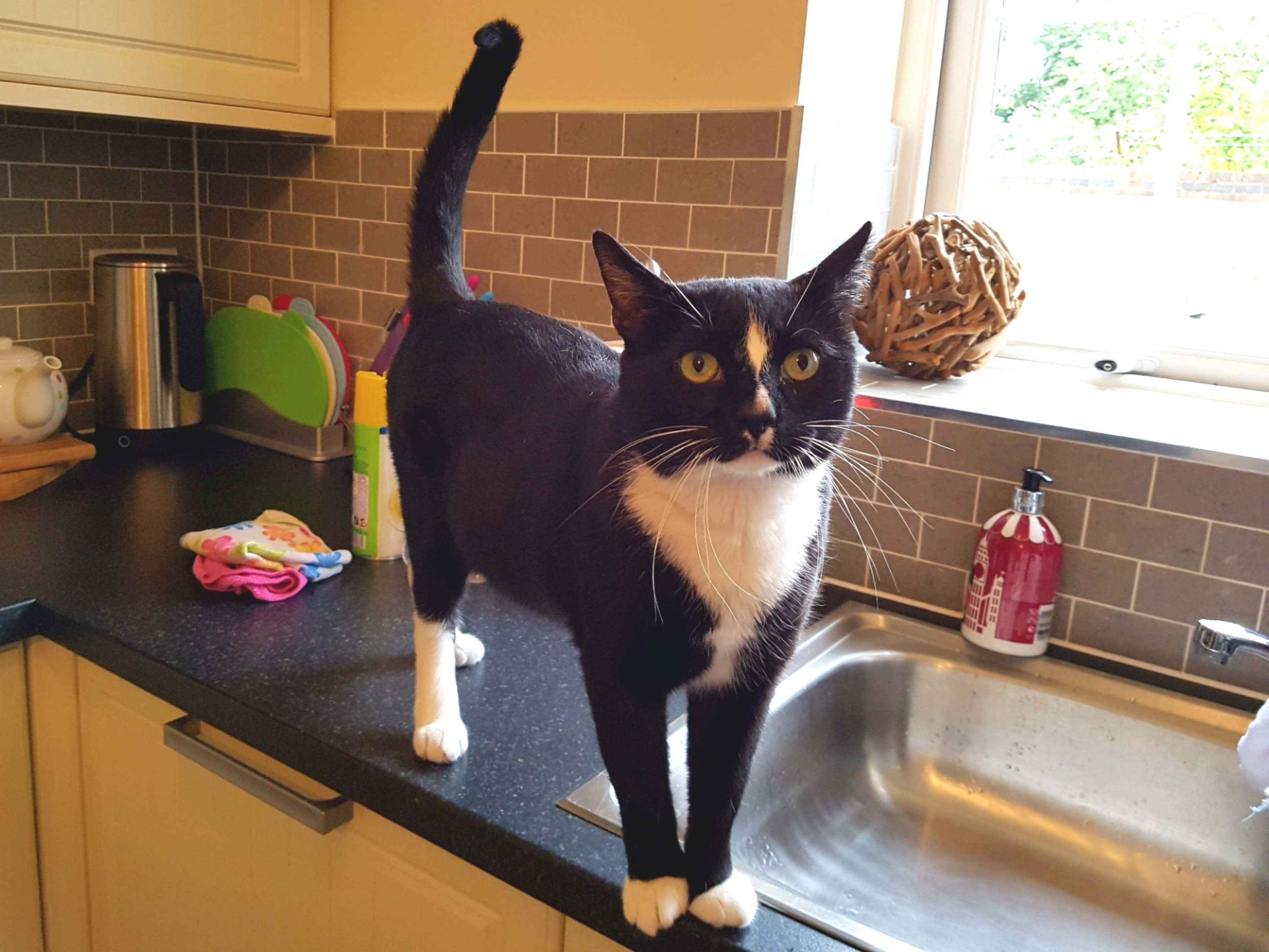 Pet sitter visiting pets at home